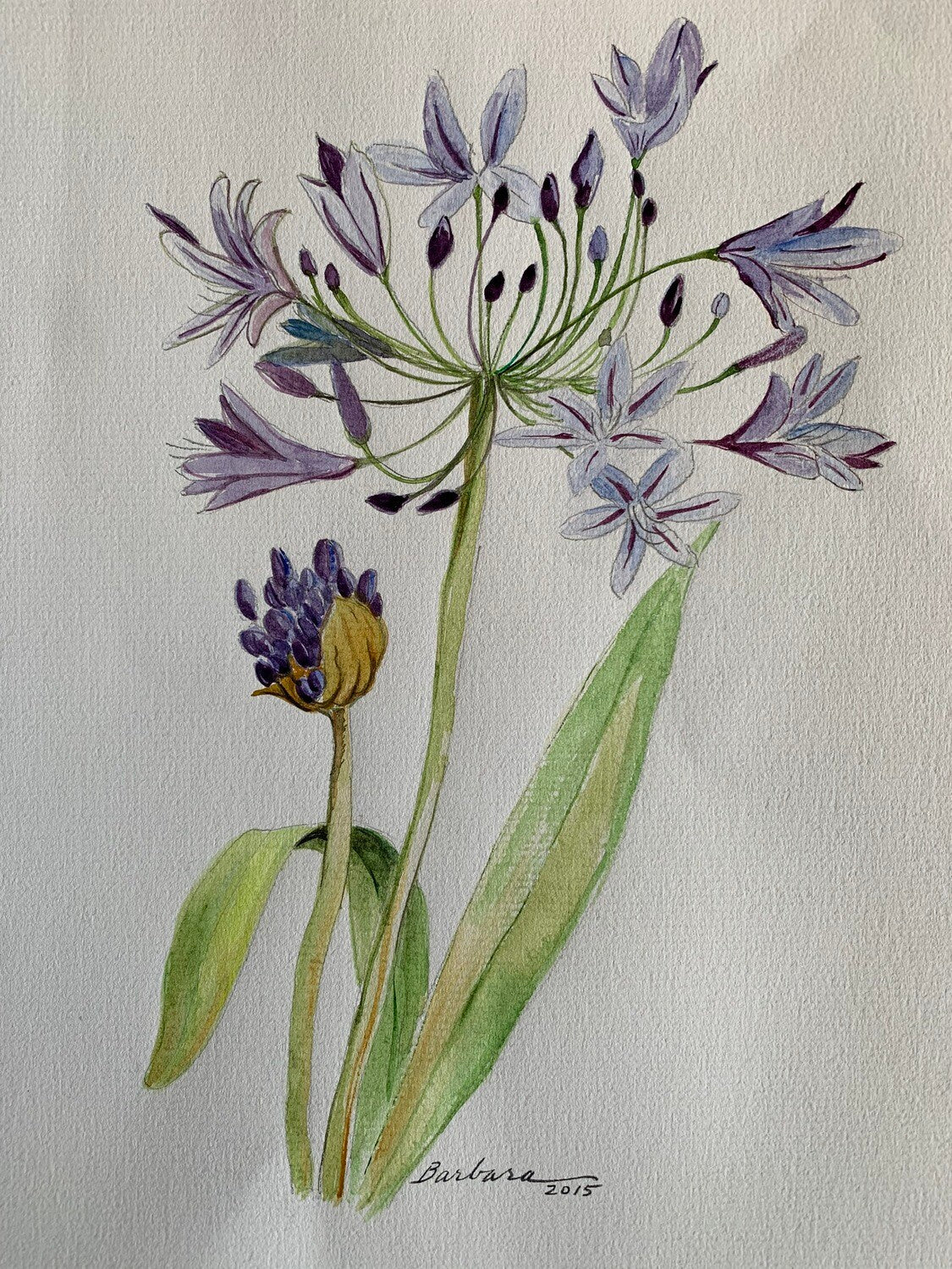 Watercolor Series | Agapanthus Africanis