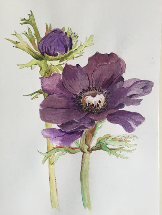 Watercolor Series | Anemone Coronaria